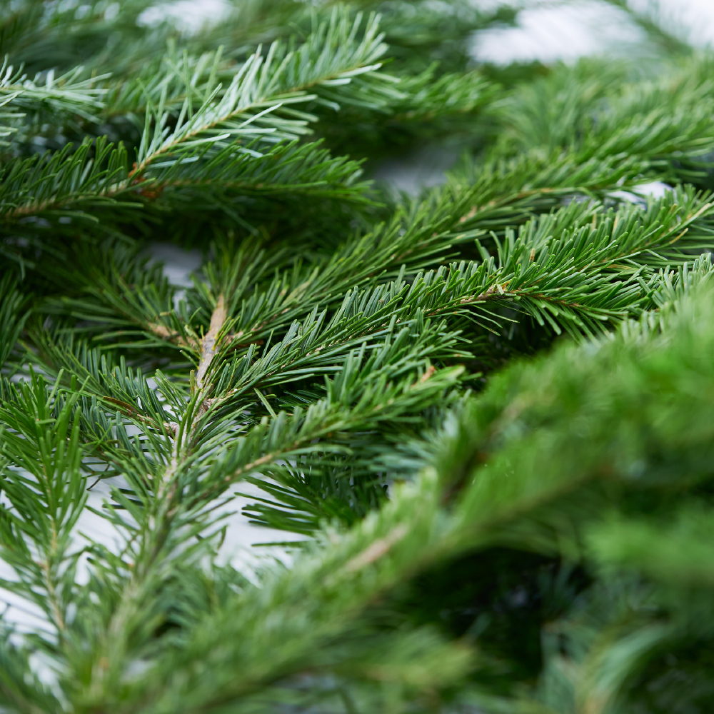 エアークエストグリーン 38【1枚入】