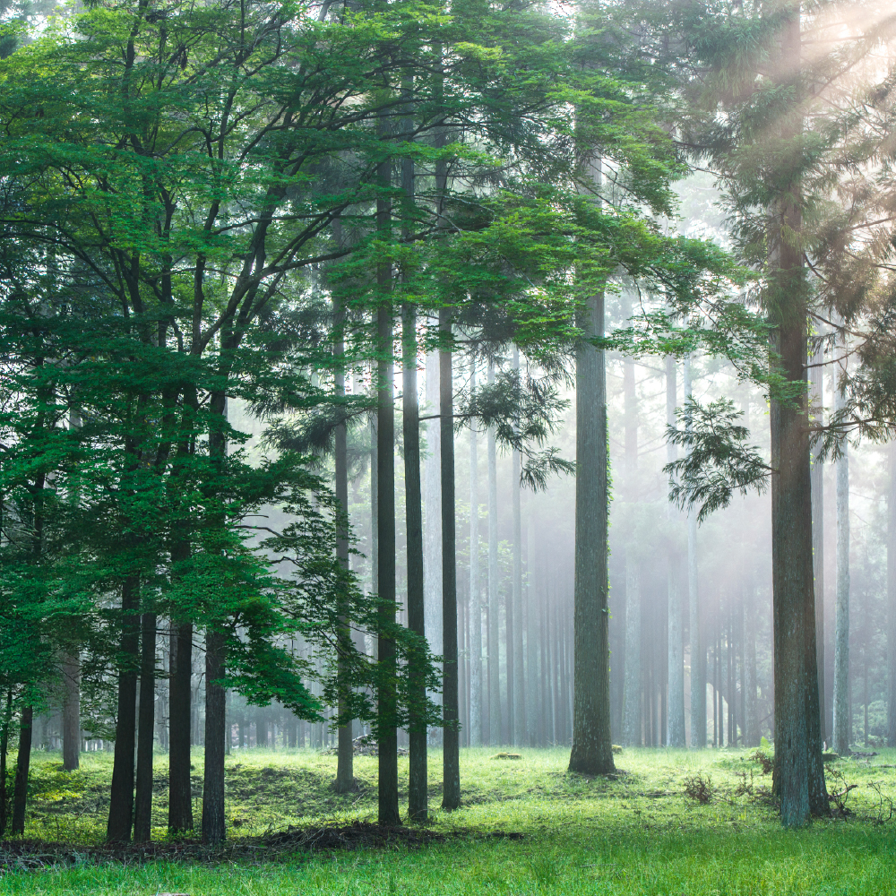 エアークエストグリーン 38【1枚入】