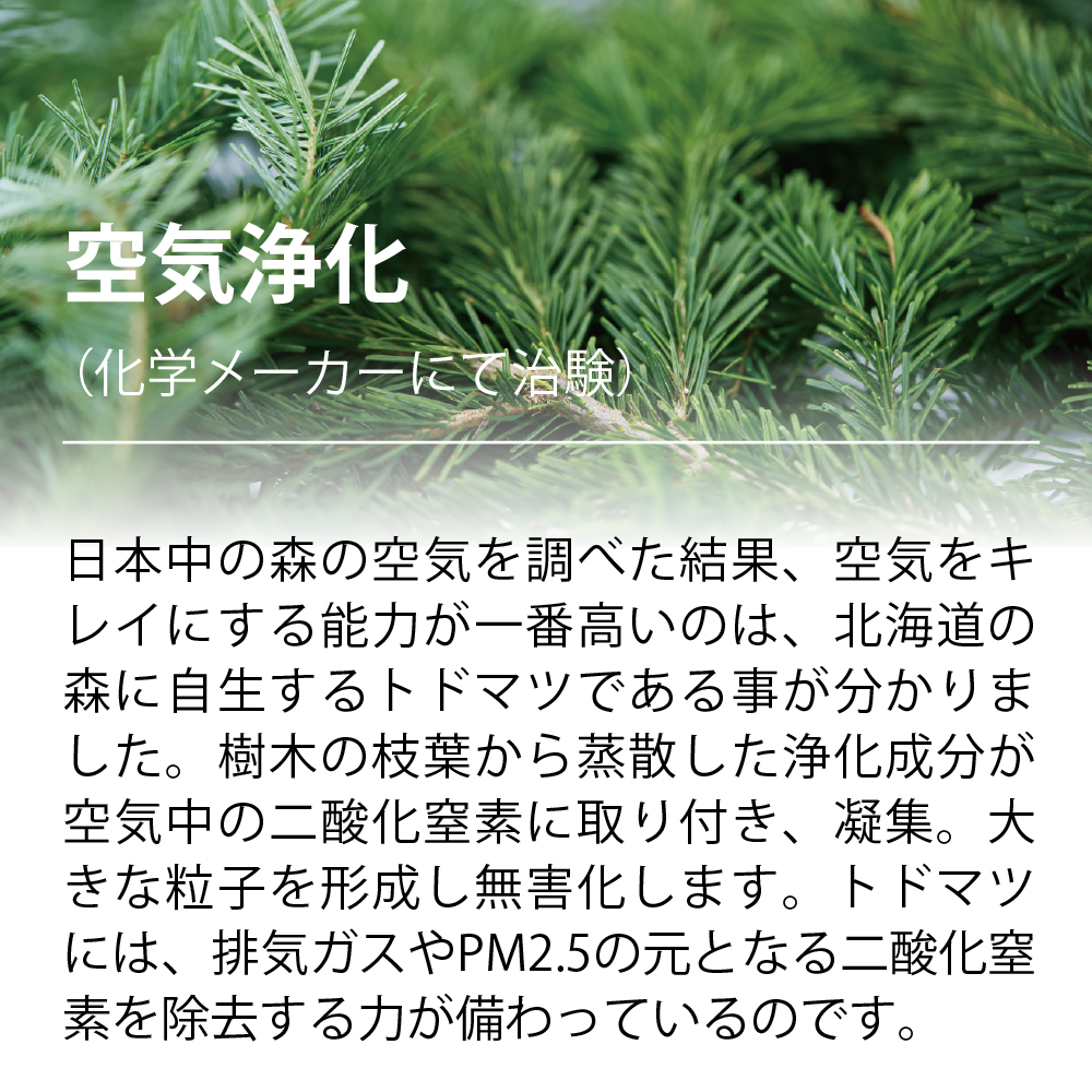 北海道 森のチカラ【リラックス】